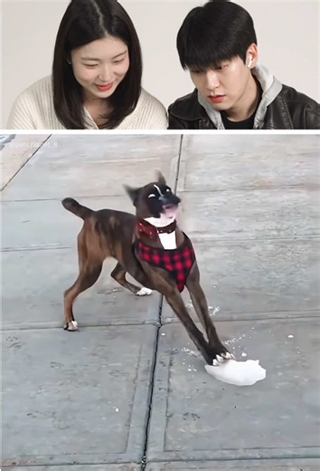 Funny dogs #funny #dog #dogs