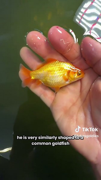 Lone Survivor: The Resilient Ranchu Goldfish