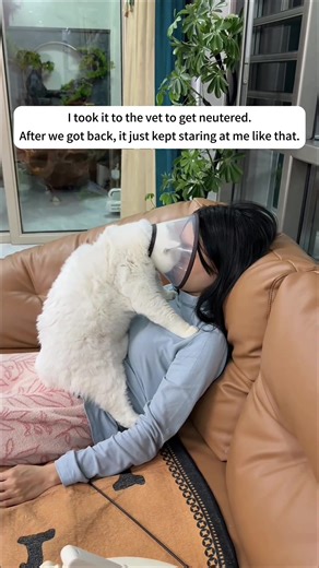 Why Cats Dislike Elizabethan Collars