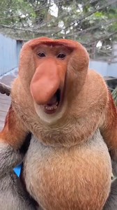 12K views · 233 reactions | A beautiful proboscis monkey making its mark  #ProboscisMonkey #PrimateLife #Wildlife | Lily's Pets | Facebook