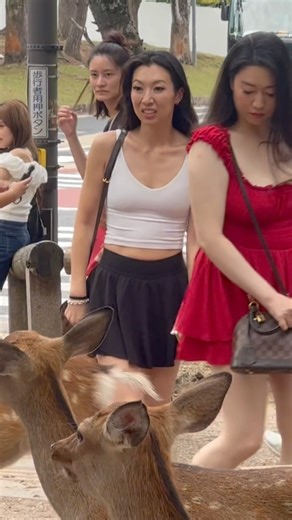 地元のゲストが鹿と一緒に歩き回ります。道路、ショップ、そして楽しい一日です #japantravel #animals #narajapan #deerpark #osaka