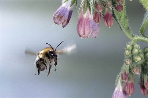 How do busy bees avoid overheating from flying?