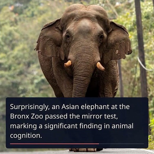 Unveiling Self-Awareness: Which Animals Recognize Themselves in Mirrors?