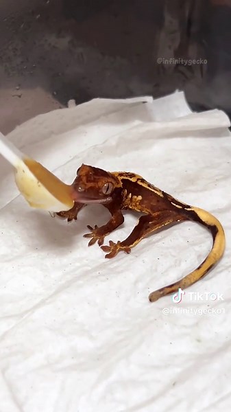 POV: You’re watching the cutest mukbang ever 😭🍴 Tiny crested gecko, big appetite 😂🦎 🇲🇾Crested Gecko Malaysia #fyp #geckomalaysia #crestedgecko #exoticmalaysia #reptilesmalaysia #gecko #pets #geckolover #pet #exoticpets #leopardgecko #aftgecko #africanfattailedgecko #reptilesoftiktok #geckosoftiktok