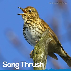 1.3K views · 35 reactions | The aptly named song thrush is next in our #DawnChorus highlight reel. With such a varied song, it could almost be the whole choir by itself  Learn more about song thrushes on our website: https://www.rspb.org.uk/birds-and-wildlife/wildlife-guides/bird-a-z/song-thrush/ | RSPB Scotland | Facebook