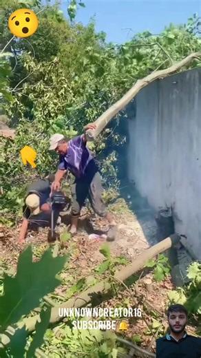 High risk cut down the trembesi tree with many branches near the house #trendingshorts #viral #short