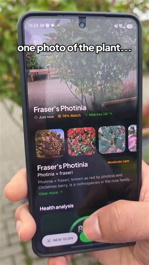 Years of guessing, ended by one photo: Fraser's Photinia, healthy at 85 percent