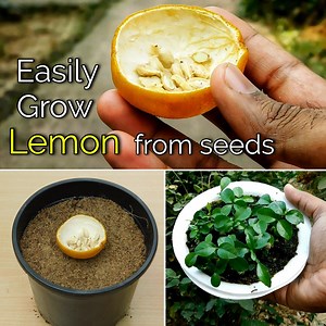 How to grow Lemon from Seeds Easily | DIY Gardening : #Ayansbonsaitricks | Bonsai Tricks And a Lot More Official