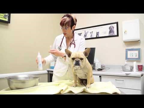 How to Give Your Dog a Flea Dip