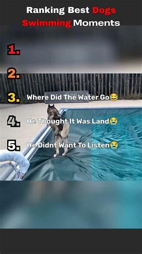 Ranking best dog swimming moments