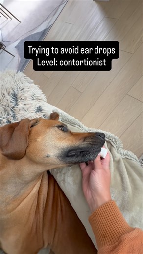 Must avoid evil ear juice 😝 #rhodesianridgeback #ridgebacksofinstagram #rhodesianridgebacksofinstagram #dogsofinstagram #ridgebackcommunity #rhodesianridgebacksuniverse #ridgebacks #dogreels #ridgeback_features | Sour Patch Ridgeback