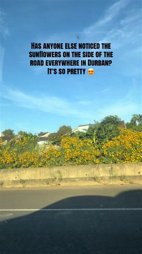 What a beautiful sight 😍 Natural beauty absolutely gorgeous. Only in Durbs #pretty #sunflowers #durban #sunshine #southafricatiktok🇿🇦