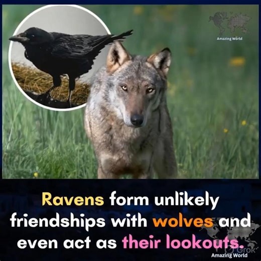 Ravens & Wolves: Nature’s Unlikely Team 🐺🐦