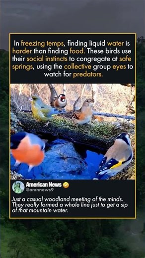 WHY BIRDS GATHER AT ICICLES IN WINTER