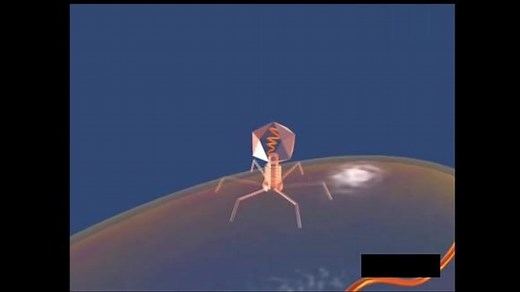 噬菌体侵染细菌动画演示i