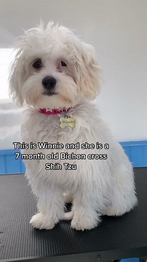 Adorable Bichon Shih Tzu Mix Puppy Compilation