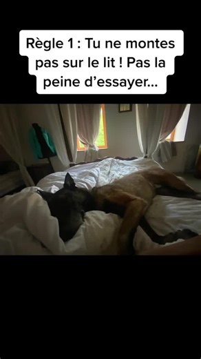 Vidéos de Falco Mon Loup 🐕 (@falcomonloup) avec you are my sunshine - christina perri