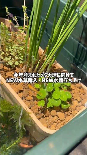 今年産まれたメダカ達に向けてNEW水草購入・NEW水槽立ち上げ #アクアリウム #メダカ #aquarium
