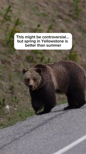 This might be controversial… but spring in Yellowstone is better than summer. 🌿❄️ If you’ve never been to Yellowstone in May or early June, this is your sign. Spring means: • Baby bison being born and stumbling around • Moose calves learning to walk • Bears emerging from hibernation & baby bears • Elk, wolves, bald eagles — all more active The snow is melting, which means the waterfalls are absolutely roaring. Places like Grand Canyon of the Yellowstone and the smaller roadside cascades are at 