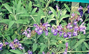 Salvia officinalis: o que é e benefícios
