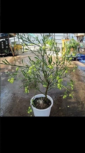 [Complete Guide] Fruit Growing: How to Grow Citrus and Grapes | For Beginners to Pros