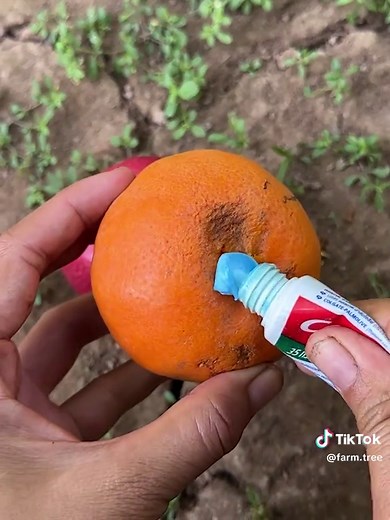 How to Grow Apple and Orange Trees in Plastic Bottles