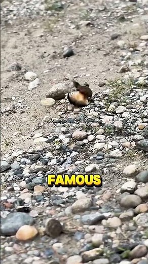 This Bird Pretends to Be Injured… But It’s All a Trick to Save Its Chicks
