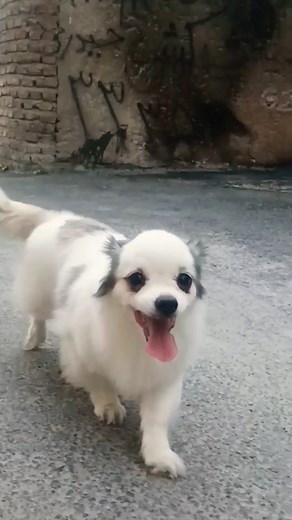 the cutest dog Chihuahua mix Pomeranian #dogshorts #chihuahua #pomeranian #puppy #dog #cutedog