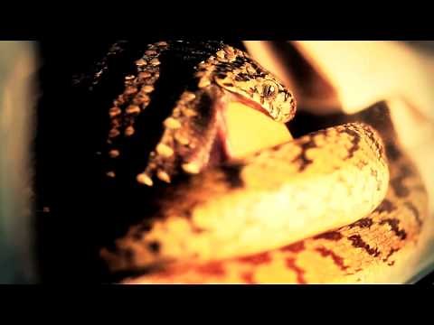 Snake Eating Chicken Egg