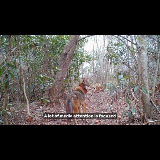 Center for Biological Diversity on Instagram: "Sound on for Sounds Wild! 🔊 Red wolves are the rarest canines on the planet — and at one point it looked like they might disappear forever. But their story is still unfolding, and they’re now clawing their way back from the brink thanks to renewed efforts from conservationists, local Tribes, and government officials. In the newest episode of the Center’s Sounds Wild podcast, host Mike Stark talks with Will Harlan, our Southeast director, about the