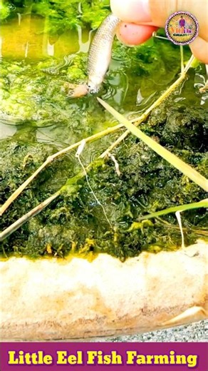 Little Eel Fish Farming 🦈 Fish Video 🐠 Fish Farming Video 🎏 #shorts #eel #fishing #fish