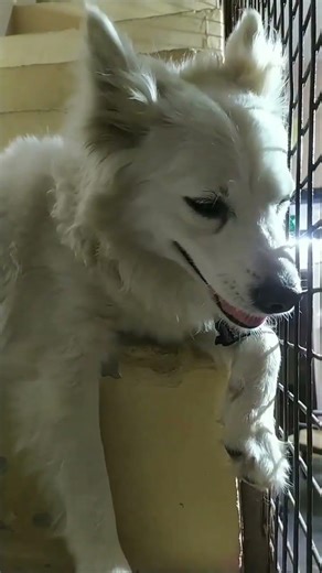 🐕मिस्टी आज गई जेल में????🤔🤔 #dog #funny #viral #comedy #pets #funnymoment #funnypost #funnycute