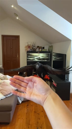 Bird Love: The Beauty of Black Cockatoos in Nature