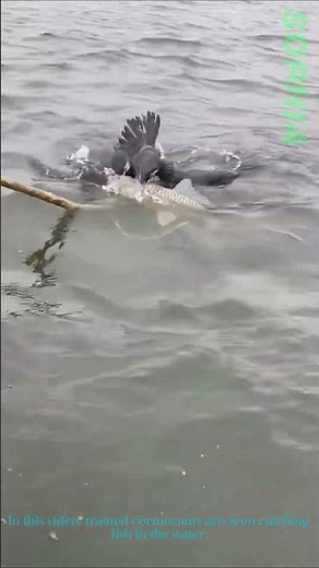 Cormorant Fishing: Traditional Method of Catching Fish with Trained Birds