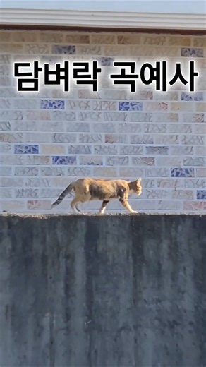 [톰과제리] 담벼락 곡예사 냥이