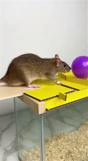 Homemade trap/flip mouse trap with ball Catch mice fast and easy #DIY #PestControl #LifeHack