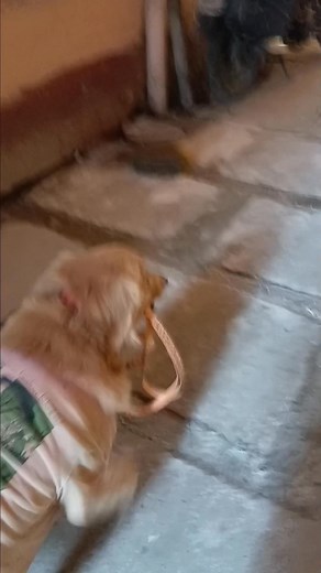 Simba 🐕 time ho giya hai ghumne ka ... | Simba And Maggi