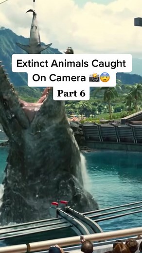 Discovering Fun Facts About the Baiji Dolphin