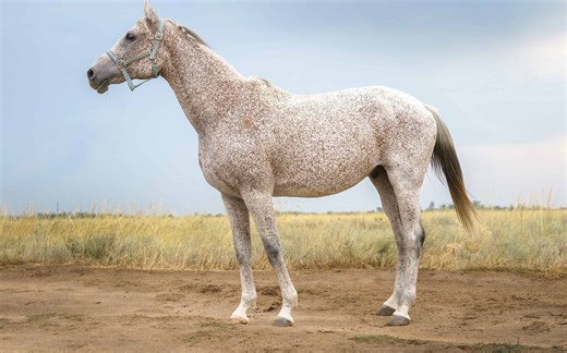 The 9 Most Beautiful Animals in the World