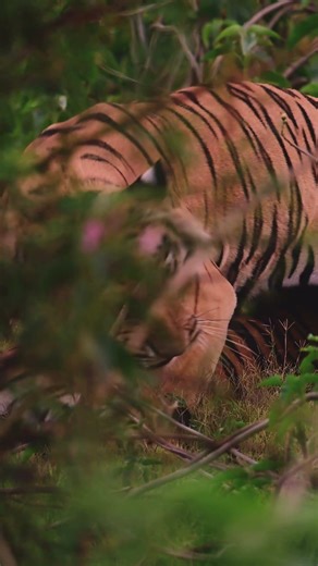 Tiger Mating Behavior in the Wild | Not Aggression | A Rare Moment Captured in the wild