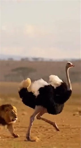 “Ostrich on the Run: Nature’s Ultimate Chase 🐦🦁💨”