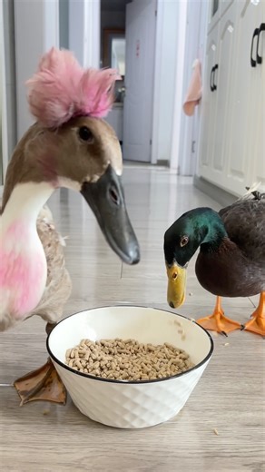 251116 eating together #duck #adorably #funny #adoreble #funnyduck #animals #pets #interesting