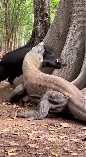 Komodo Dragon vs Wild Boar: The Ultimate Forest Encounter! 🐉💥 #shorts #animals #wildlife #viral