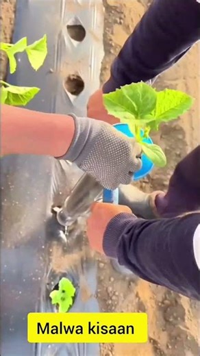 Mulching techniques for farming #khetibadi #lodhifarming #farmequipment #farming