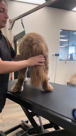 I hope this video helps give you some direction when doing a larger dogs nails. She doesn’t like it so I am being strong with her, but I’m not being forceful. I’m holding her close to my body the entire time to make sure that she feels safe and secure, and I’m not allowing her to pull or kick her paws out of my hand and this is helping prevent her from hyper extending any of her legs. I’m also allowing her to lift her leg to the height that she wants to bring her leg up to that’s what feels comf