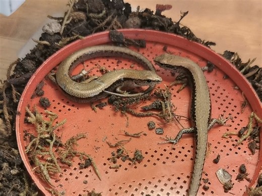 当天即开食，而且是人工投喂。感觉可以开始培养信任度了。