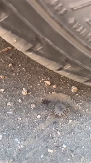 50K views · 1.2K reactions | Biggest tick you probably ever saw  | Tom and Mine | Facebook