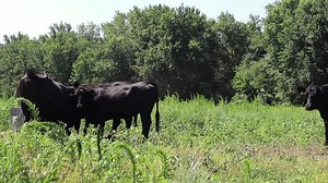 105K views · 47 reactions | Enjoy local meat from our group of small responsible farms in New England and New York. All 100% grass-fed beef, pasture-raised pork, lamb and poultry. No commitment, cancel anytime, delivered to your door by us for free! | Walden Local Meat Co. | Facebook