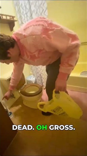 Removing a dead mouse (it's gross!)