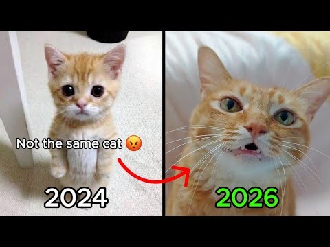 Where are the Legendary Cat Meme Songs NOW? (Then & Now)
